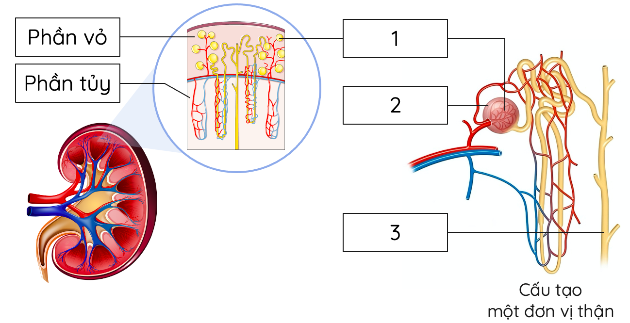 nephron